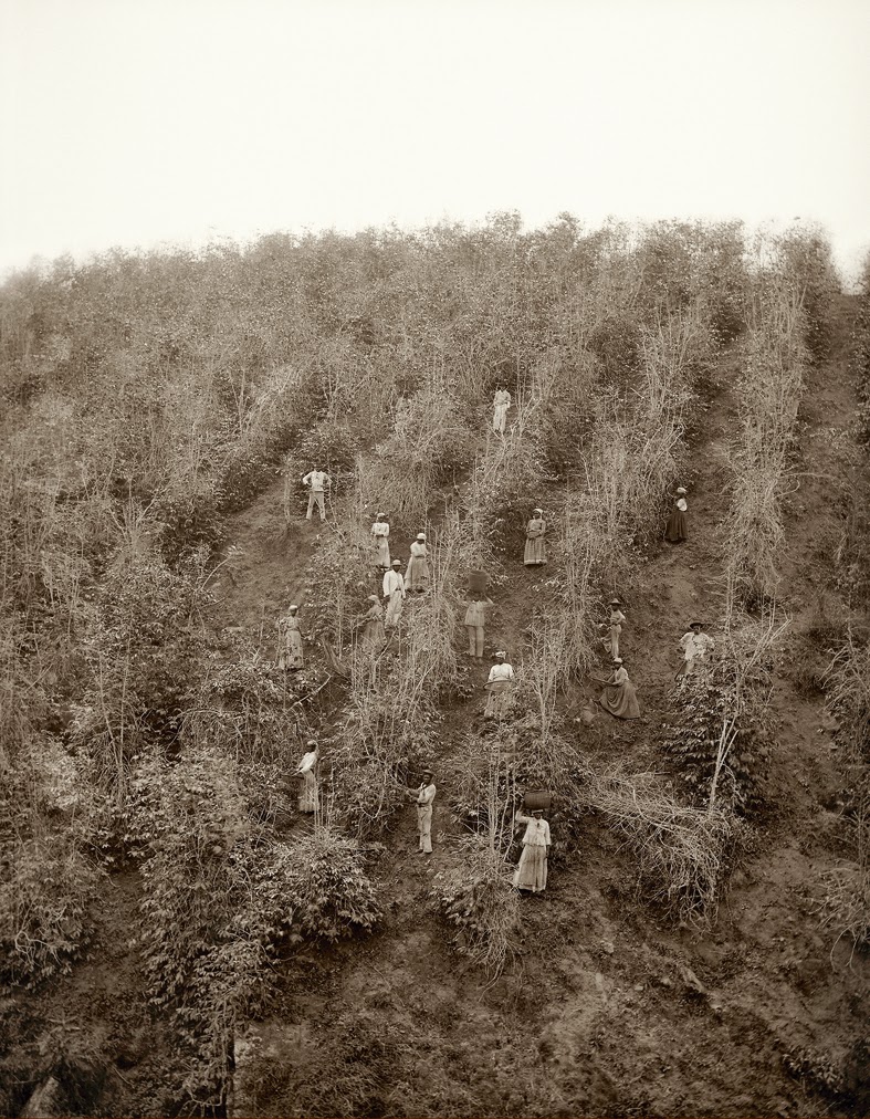 Escravos na colheita de café, Vale do Paraíba, 1882 (Marc Ferrez/Colección Gilberto Ferrez/Acervo Instituto Moreira Salles).