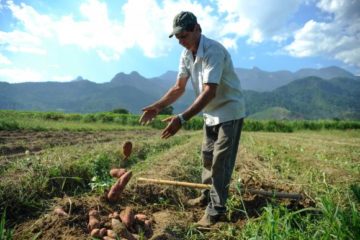 abr silva batata biofortificada