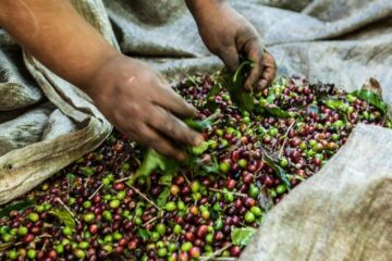 Repórter Brasil Cafeicultor café trabalho rural