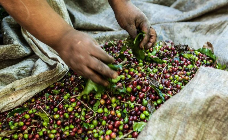 Repórter Brasil – Cafeicultor – café – trabalho rural
