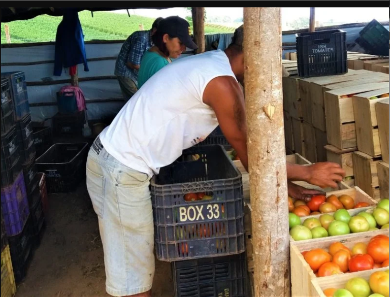 Repórter Brasil Colheita de tomate trabalhador rural