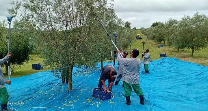trabalho escravo colheita indígenas